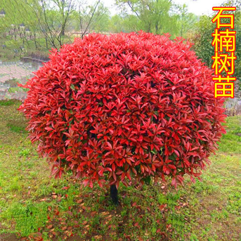 mojy红叶石楠树苗四季常青庭院别墅绿化苗木盆栽红罗宾篱笆苗红叶石楠