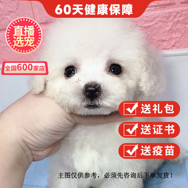 幼犬活体活犬贵宾犬纯种宠物狗泰迪犬香槟色小型犬茶杯体 宠物级 白色