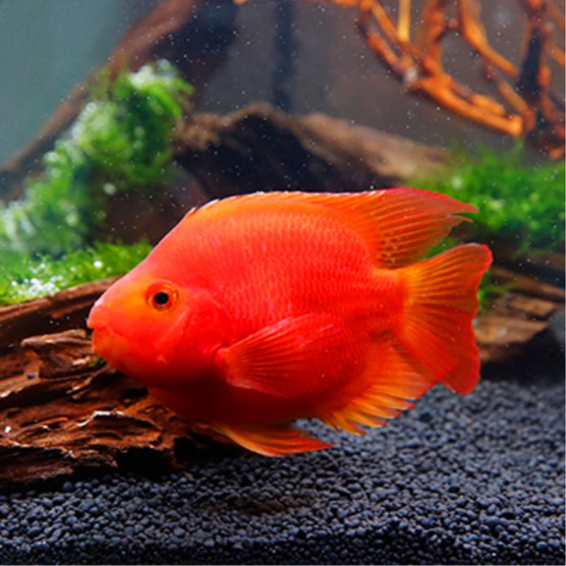 三叶宠红财神鱼活鱼热带观赏鱼淡水鱼发财鱼风水招财鱼黄财神元宝鱼