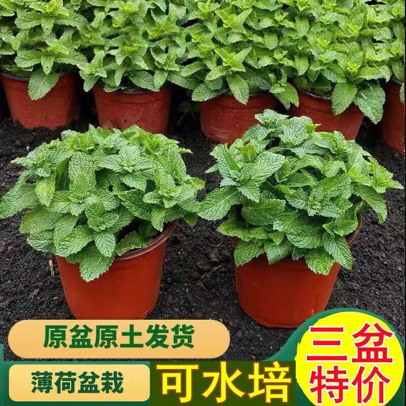 薄荷盆栽可食用夏季驅(qū)蚊蟲綠植室內(nèi)客廳陽臺驅(qū)蚊草水培植物花卉 薄荷2盆原盆
