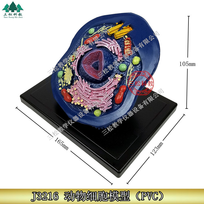生物细胞模型 动物动植物细胞模型初高中生物结构教具细胞模型手工