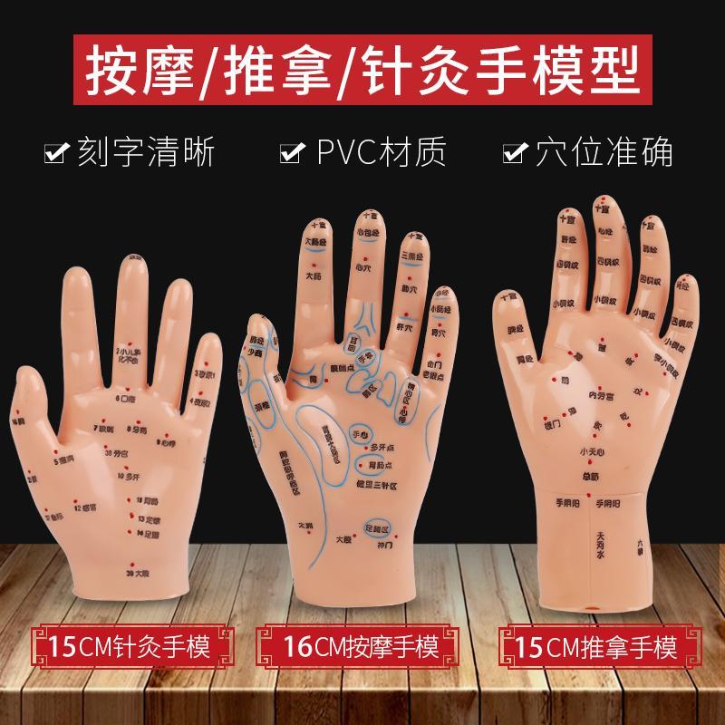 人体手部反射区针灸穴位模型身体手穴位模型按摩针灸推拿手掌反射区