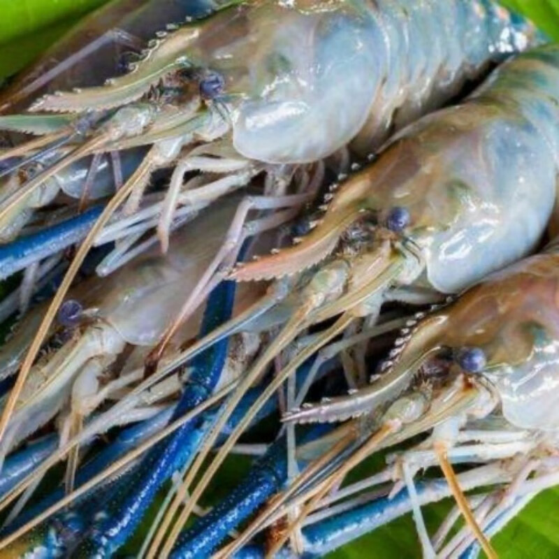 安峰山 新鲜超大罗氏沼虾活冻河虾现捕速冻鲜活罗氏虾海鲜水产大虾