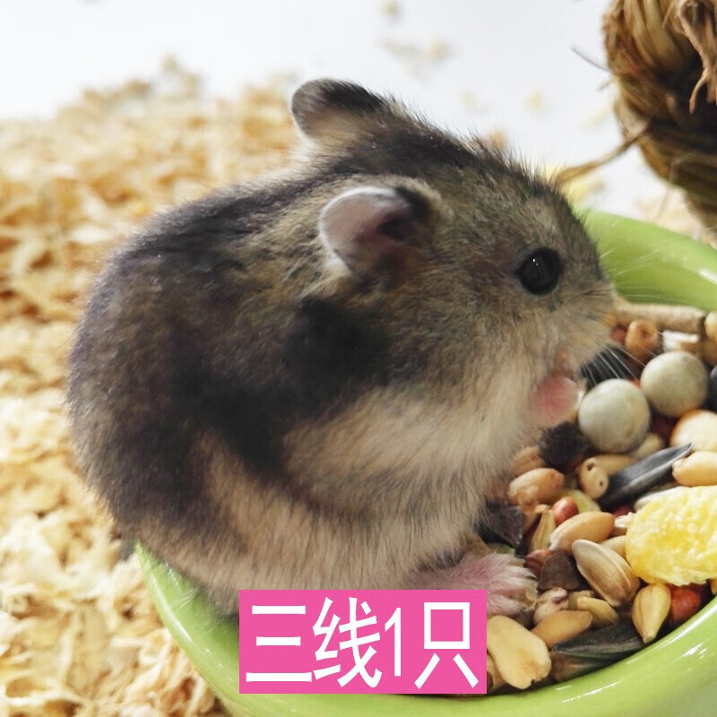 尾巴日记(taildiary)仓鼠活体仓鼠幼崽活的的小仓鼠仓鼠宝宝活物 三线