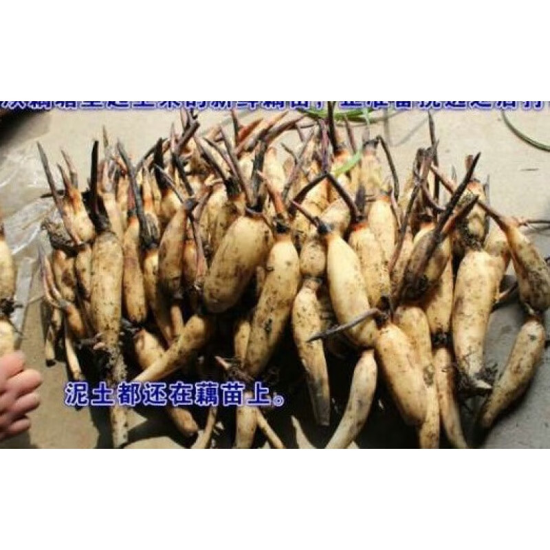 素蜜观赏荷藕盆栽荷花苗池塘水培植物睡莲花荷子莲藕种苗 带芽发货