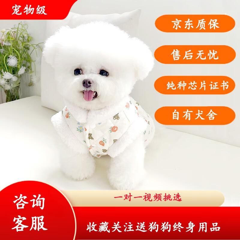 之星纯种比熊犬幼犬活体双血法国卷毛微笑天使白色比熊活体贵族宠物狗