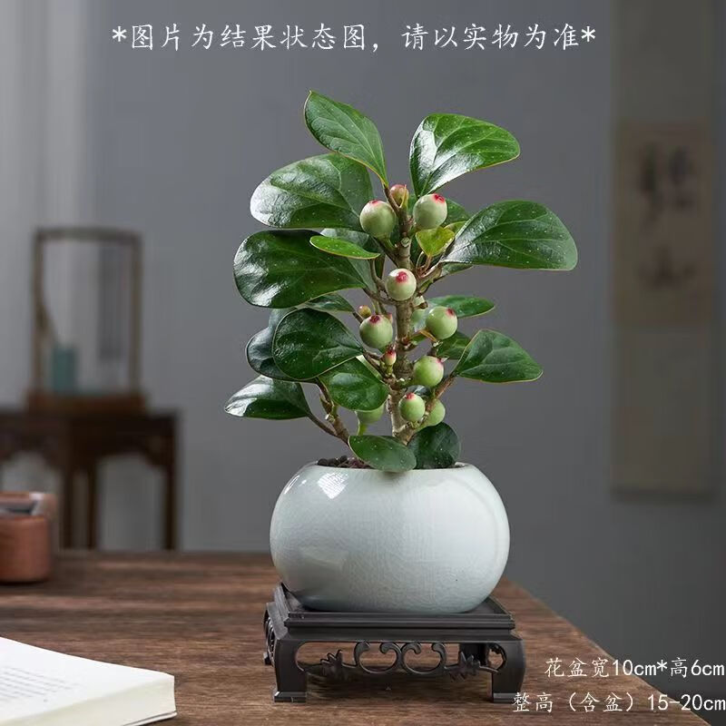 小盼菩提樹盆栽帶果發(fā)貨室內綠植花卉客廳辦公室桌面招財擺件植物 小盼菩提【冰釉盆送方托】掛1-3果發(fā)貨