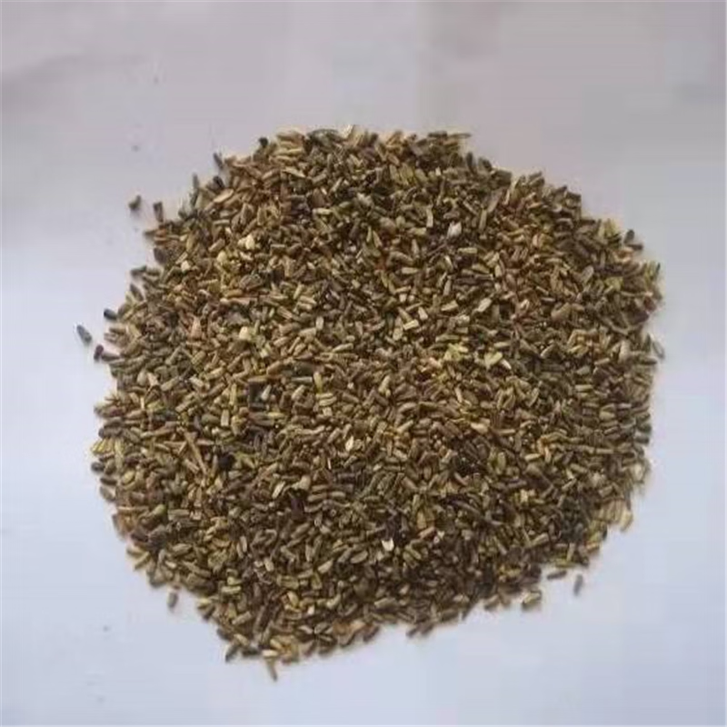 谷真菊苣种子大叶菊苣草多年生四季牧草种子猪牛羊鸡鸭鹅鱼草种籽饲料