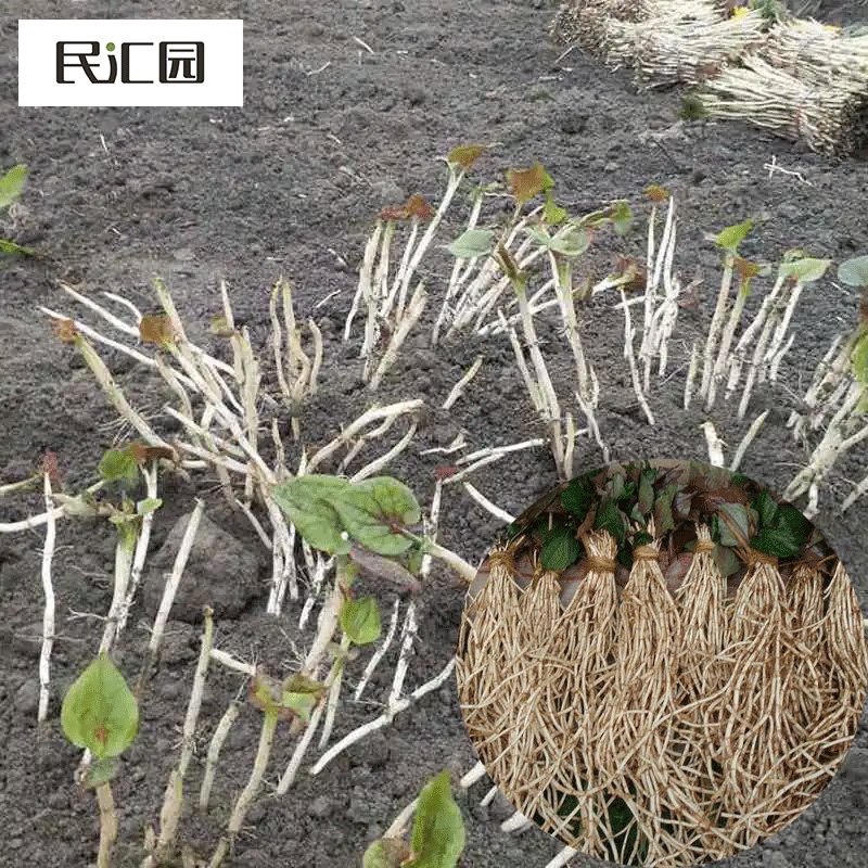 民汇园民汇园 鱼腥草苗多年生菜园蔬菜种子节节根种苗易种折耳根苗