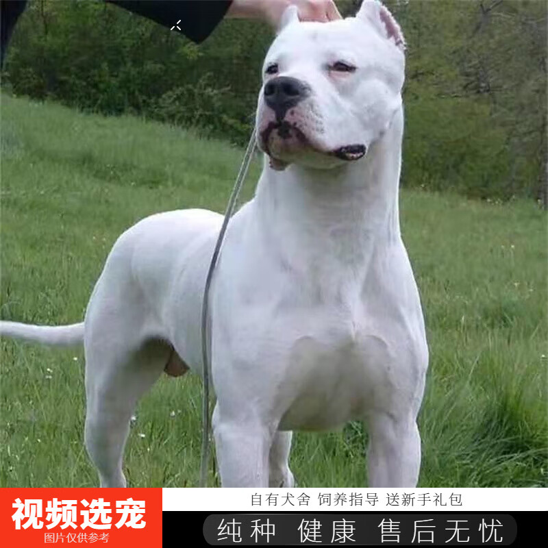 伊宠纯种杜高犬幼犬猎犬宠物狗狗活体小狗活物幼崽 宠物级 母