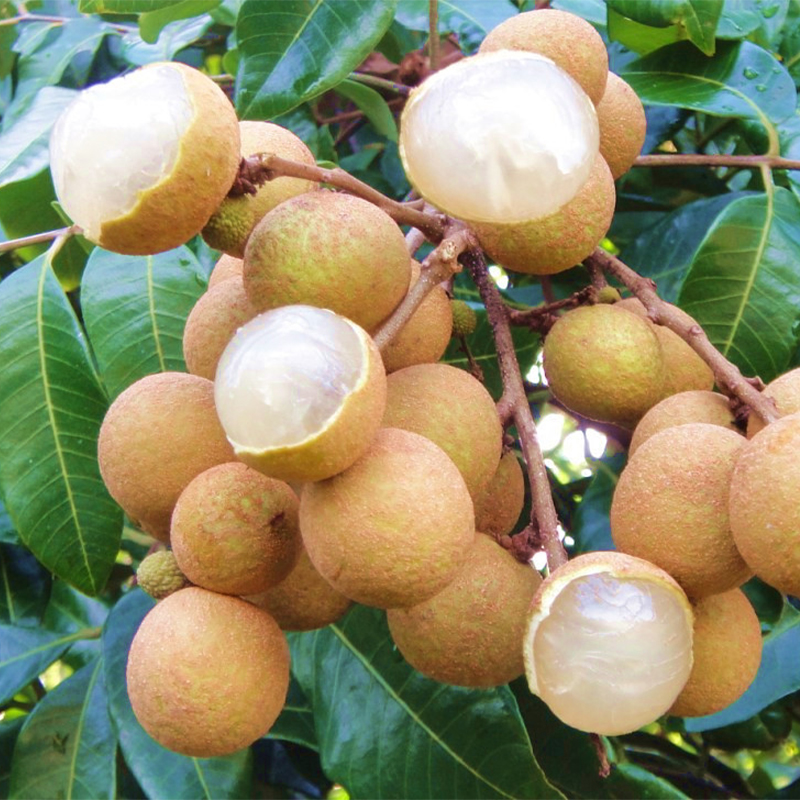 龙眼苗石硖储良红皮龙眼苗桂圆树苗南方种植广西 四季龙眼3年苗带土