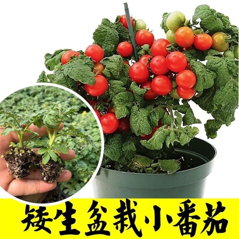 镜之月盆栽矮生番茄苗秧四季阳台春秋樱桃小西红柿圣女果种苗 矮生红
