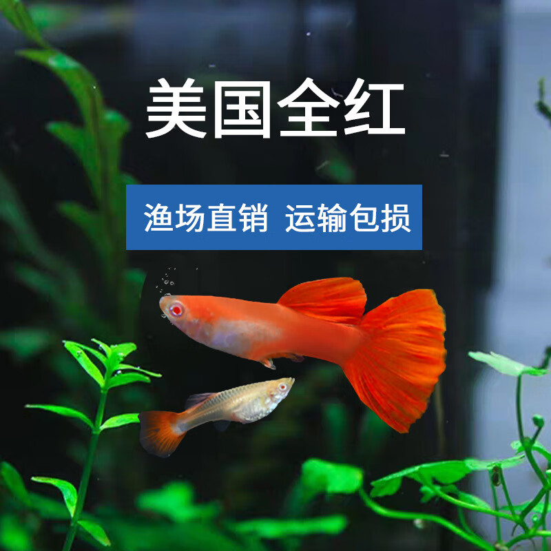 鱼凤尾鱼巴西红扇大耳蕾丝全红胎生活鱼 红眼火炬2对装 1对备损2-4cm