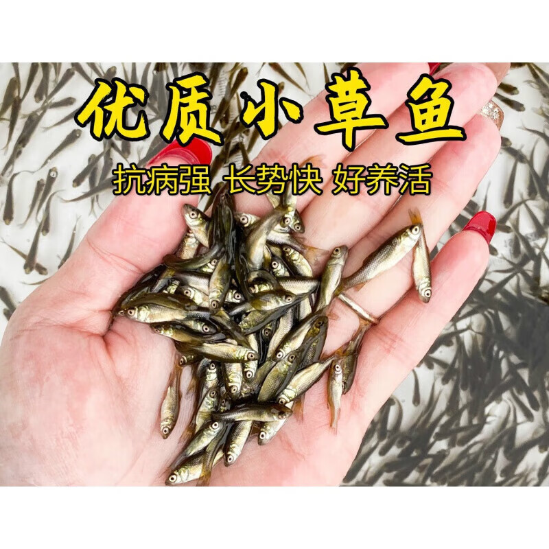 婷越岚大草鱼苗淡水养殖鱼苗活体饲料鱼四大家鱼鲫鱼苗花鲢鱼苗批发