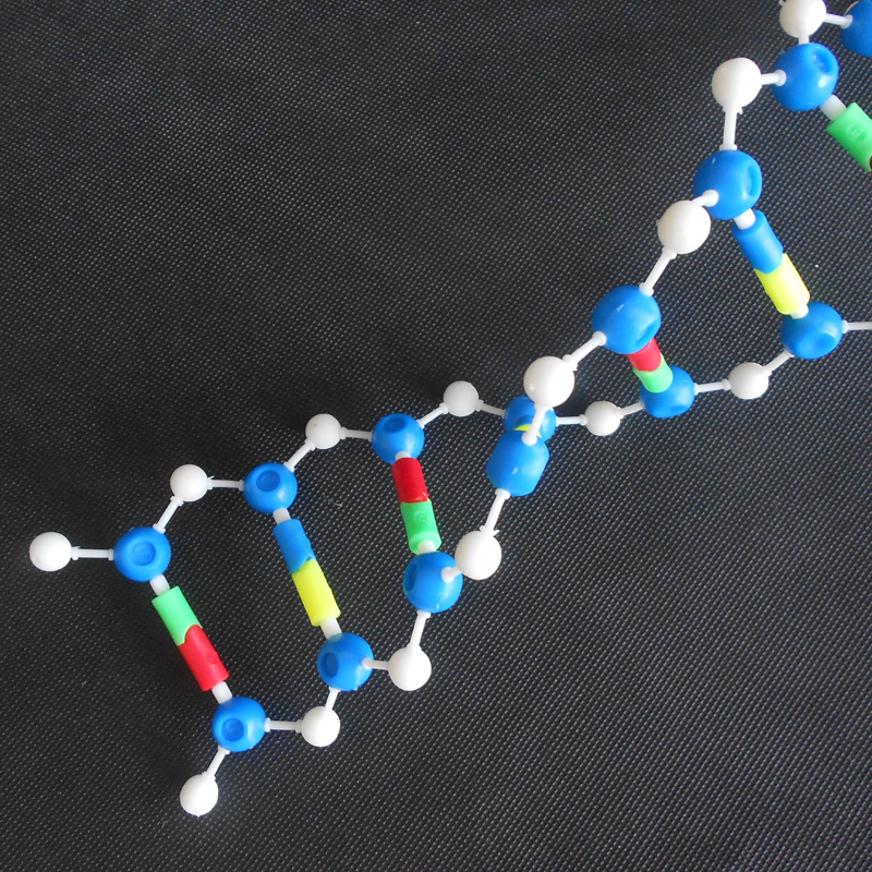 脱氧生物遗传基因教学仪器实验器材组装简单旋转自如分子模型 dna双
