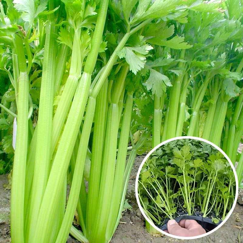 大禹芹菜苗秧苗种苗西芹苗菜苗秧 蔬菜苗子批发春季 西芹芹菜苗10棵