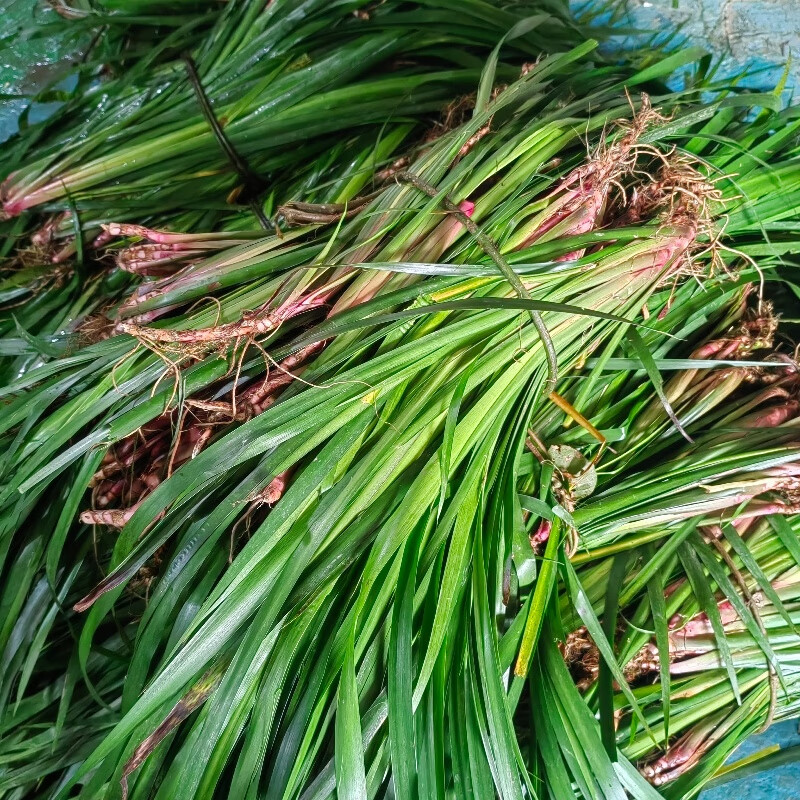 贵州新鲜山奈香料五香草随手香牛肉香料可以食用可种植 重量