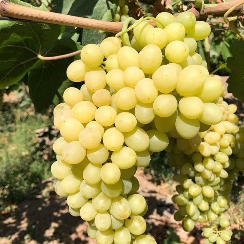 新疆吐鲁番青提子树苗无籽白鸡心葡萄树苗无核马奶葡萄苗当年结果 2年
