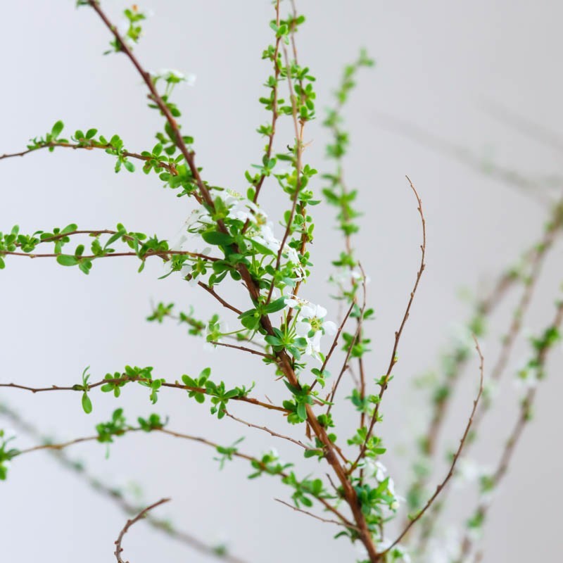 雪柳花鲜花鲜切花垂感枝条形家用办公用花上海直批水养妇女节礼物