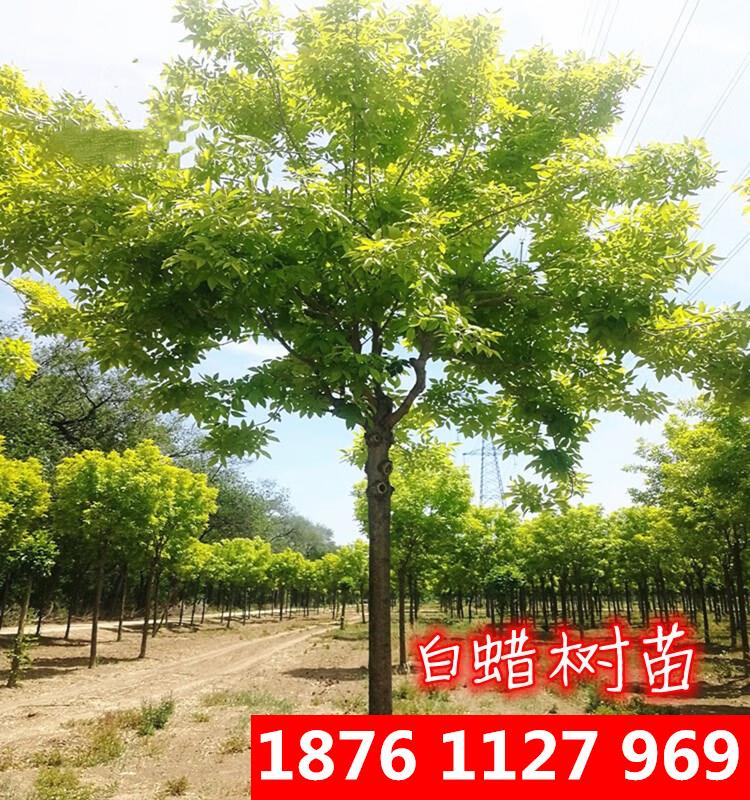 千颂园白蜡苗树苗 速生白蜡树苗 对节白蜡小苗 庭院室外种植树绿化