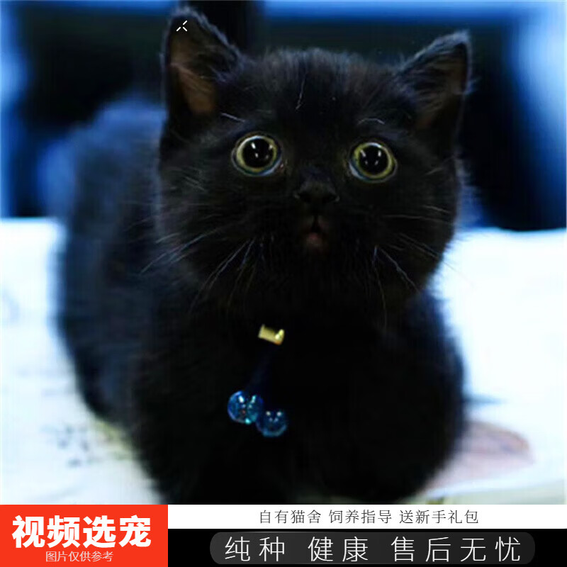 伊宠纯种孟买猫幼猫黑猫小猫咪宠物猫咪活体幼崽 宠物级 公