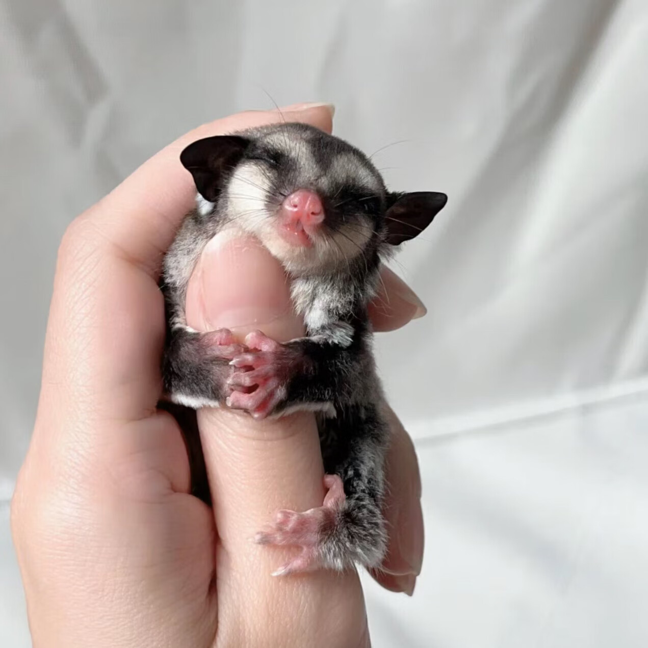 蜜袋鼯活物异宠蜜袋鼬鼠网红抖音滑翔口袋小飞鼠白脸包活幼崽 原色奶