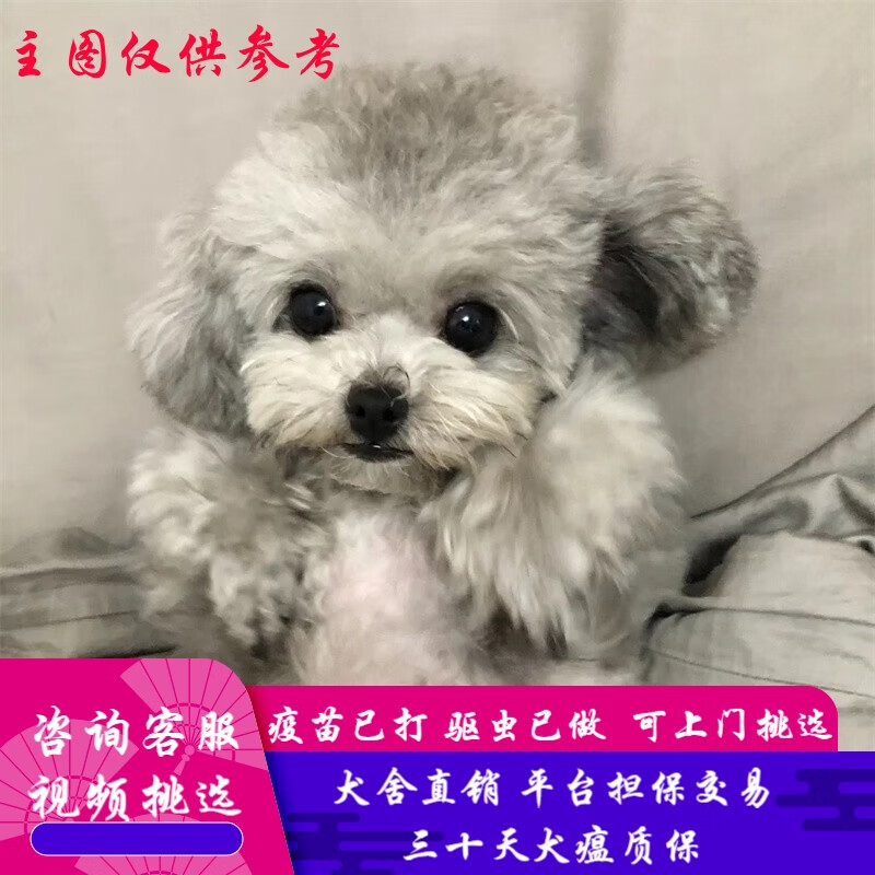 桓瑞宠物泰迪犬幼犬茶杯犬幼崽纯种小型犬飞耳宠物狗狗活体灰白色犬舍