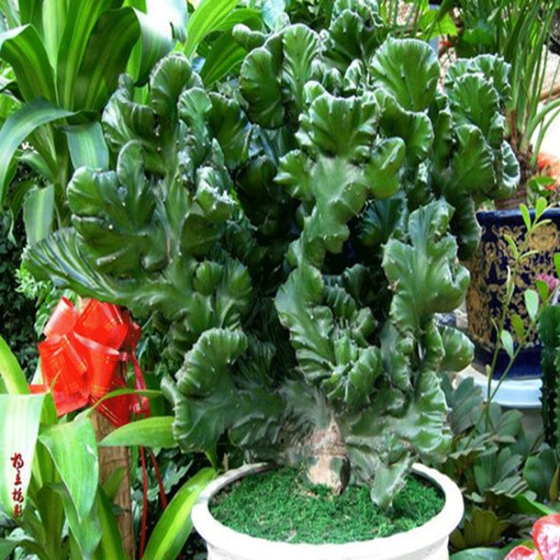 雪沫仙人盆栽绿植彩色 麒麟掌盆景吸甲醛多肉植物花卉 玉麒麟18-20
