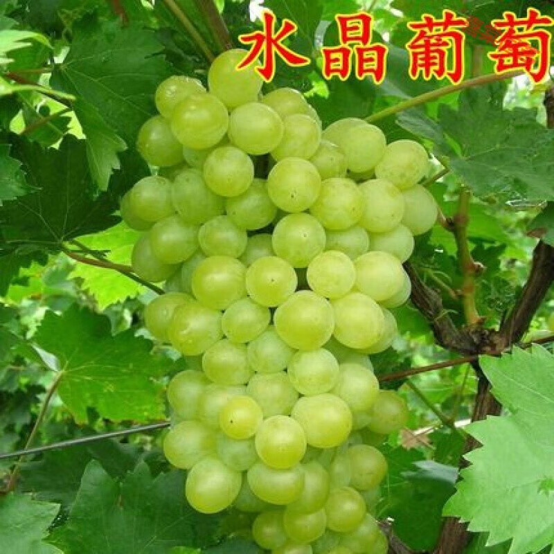 巨峰葡萄苗爬藤阳光玫瑰葡萄树苗北南方种植果树果苗 15年苗水晶葡萄