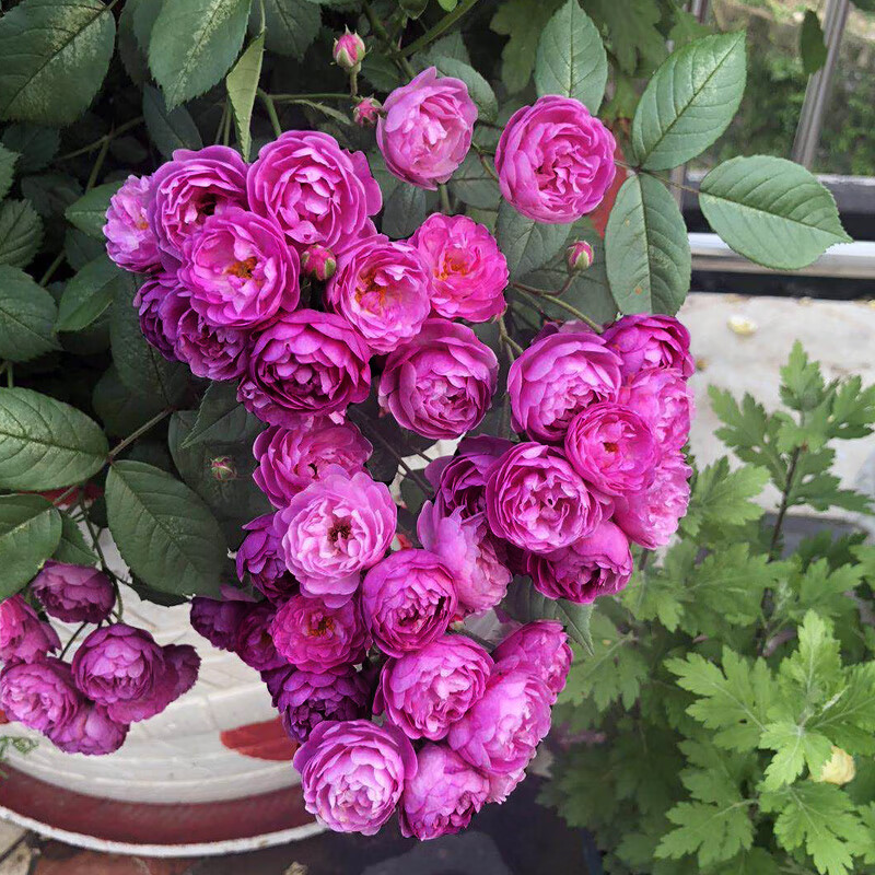 春沭葡萄园之歌月季花大苗阳台庭院小型藤本可做灌木浓香花卉植物四季