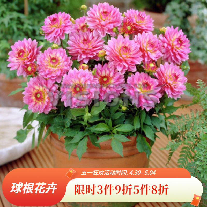 【虹越】2022春季新品 大丽花块根 阳台庭院球根花卉 百丽画廊
