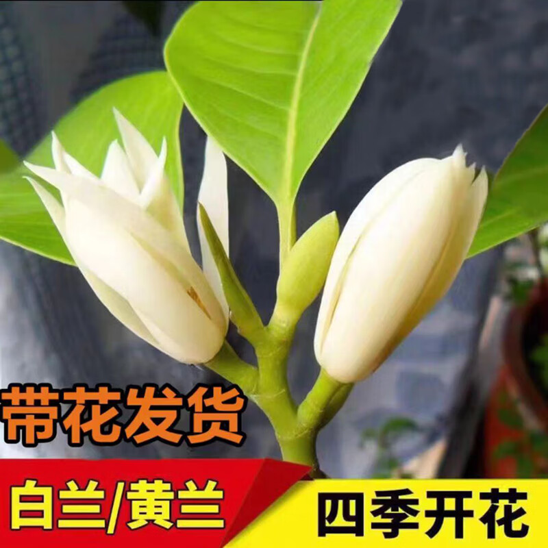文枝白兰花盆栽带花苞玉兰花树苗黄兰室内庭院浓香型花卉四季开花植物
