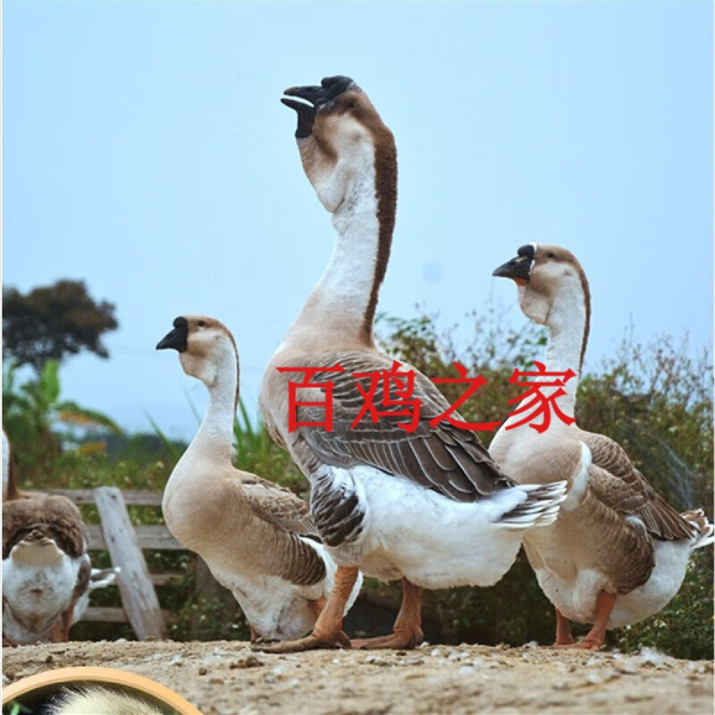 纯种狮头鹅(单只价格)