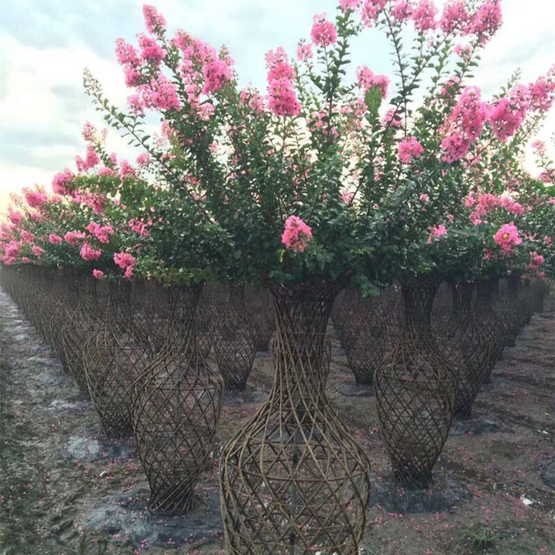 编织树苗紫薇苗庭院别墅风景树耐寒园艺花 1米高【紫薇编织造型花瓶】