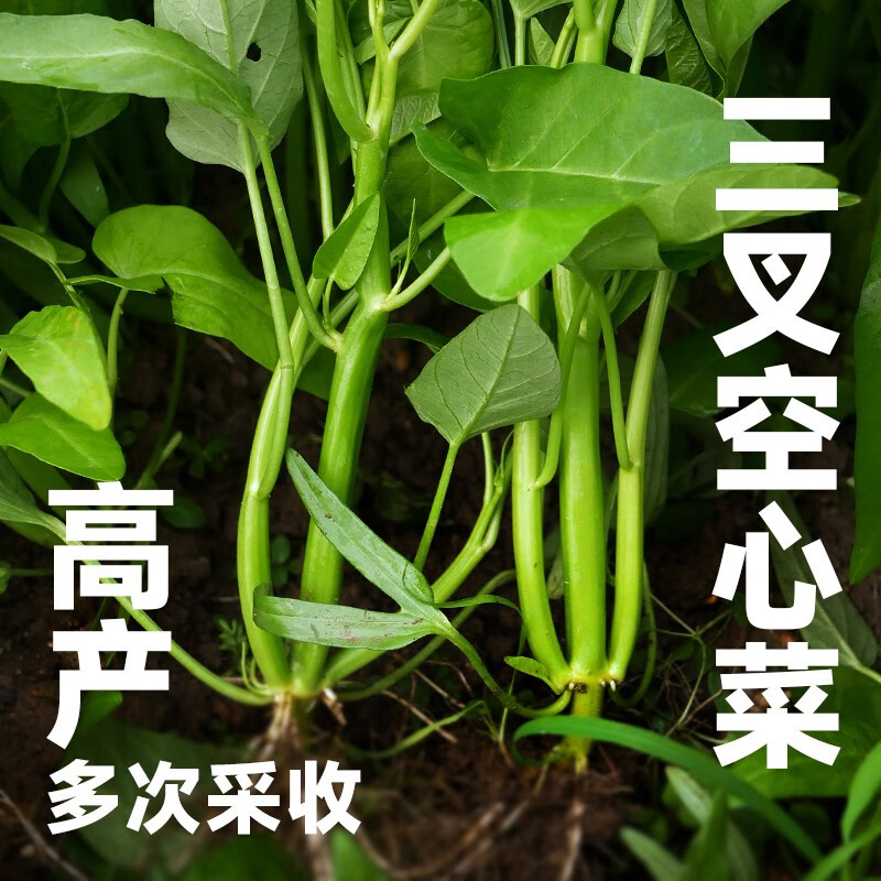 北蔬 空心菜苗大叶通心菜苗青菜籽 超级三叉空心菜种子 50g