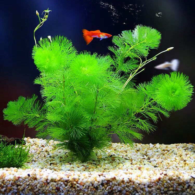 蜈蚣草 相关京东优惠商品价格升序排行榜 价格图片品牌优惠券 虎窝购