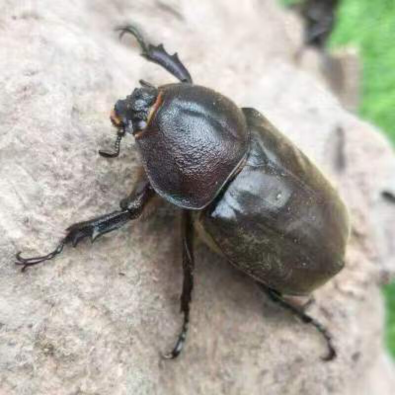 麦基乐【大力士独角仙】成虫幼虫新手套餐甲虫昆虫宠物送说明书好养易