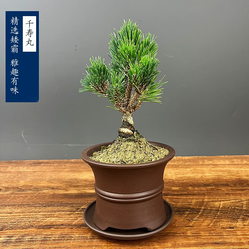 盆景盆栽矮霸千寿丸定型老盆口老桩悬崖耐寒植物 千寿丸小矮霸松树