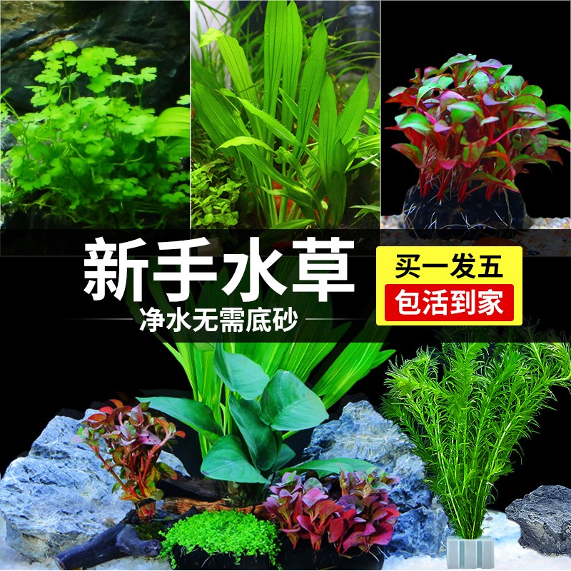 水草历史价格数据|水草价格走势