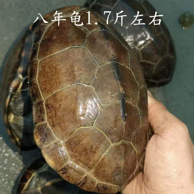巨型大乌龟活体 外塘生态中华草龟冷水慢长金线龟 放生国龟大母草食用