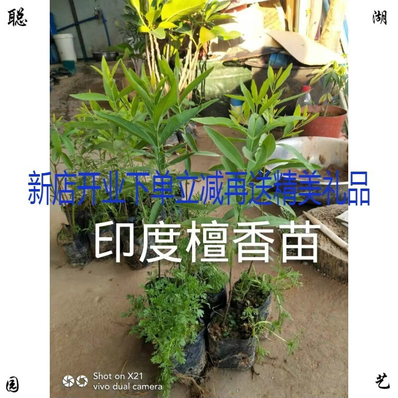 隆之亿园艺 正宗印度檀香树苗珍贵植物木苗老山白檀盆景庭院户外绿植