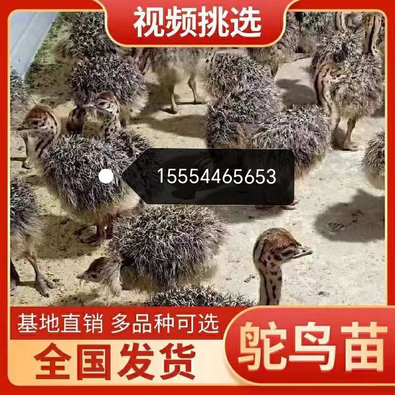 鸵鸟幼苗非洲鸵鸟活苗公母一对成年宠物鸵鸟幼崽鸵鸟幼苗养殖技术