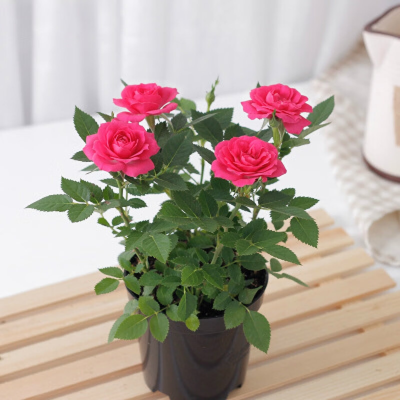 百婉集 各种鲜花盆栽花木植物室内适合懒人养的盆花真花好养花卉四季