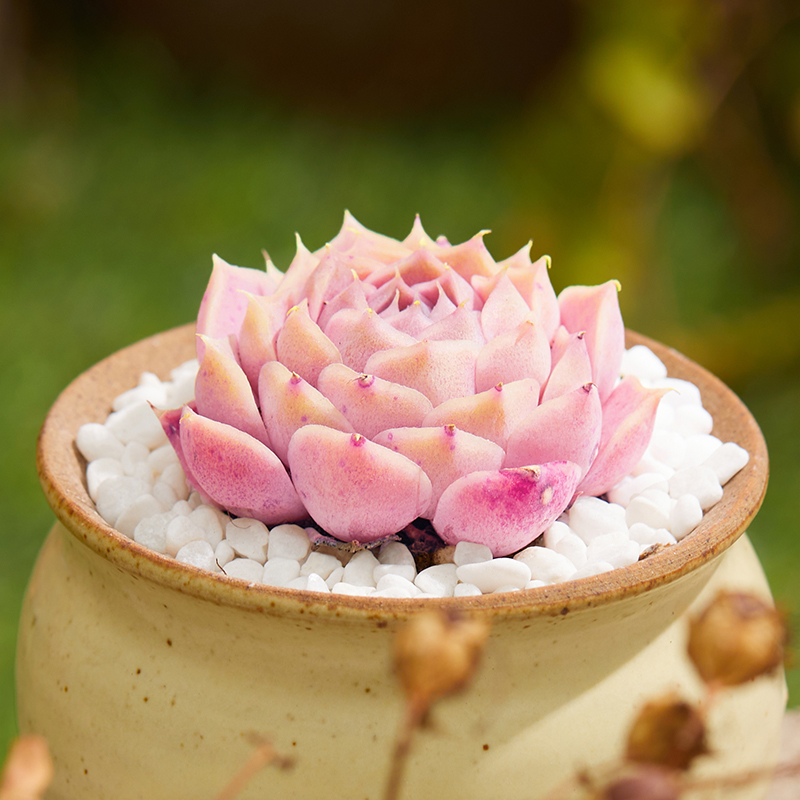 海琳娜云南多肉植物办公室小萌物肉肉植物高品质 海琳娜单头3-4cm