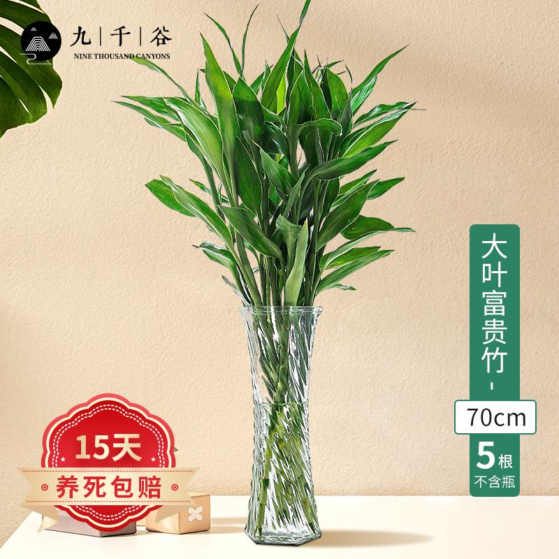 九千谷 富贵竹5根 大叶中竹品种水培植物盆栽花卉开运竹绿植水养大叶