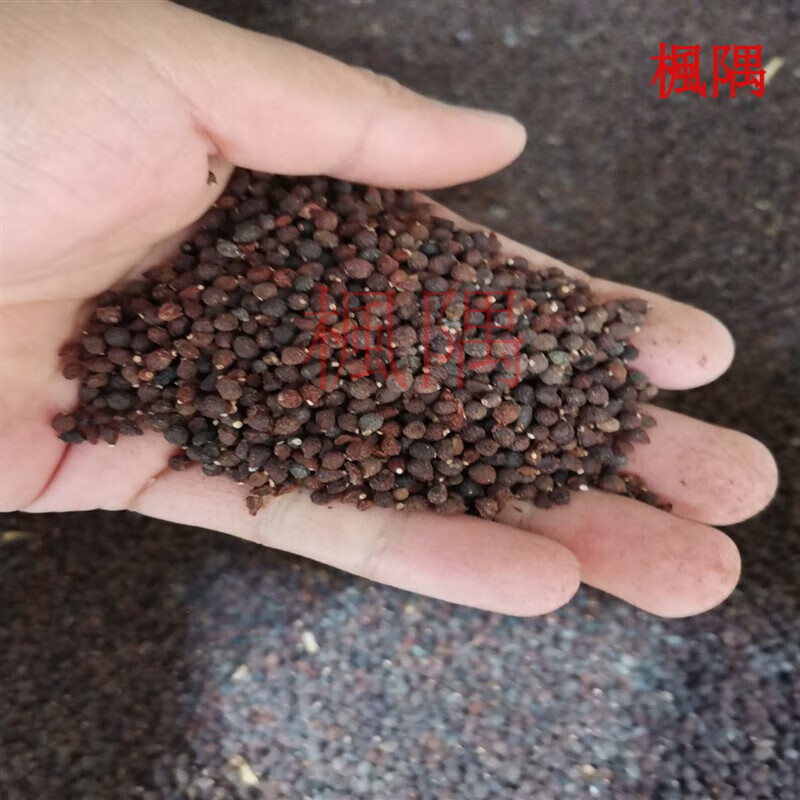 楓隅蝴蝶兰种子林木种籽国产散装四季多年生景观蓝花鸢尾观叶种孑