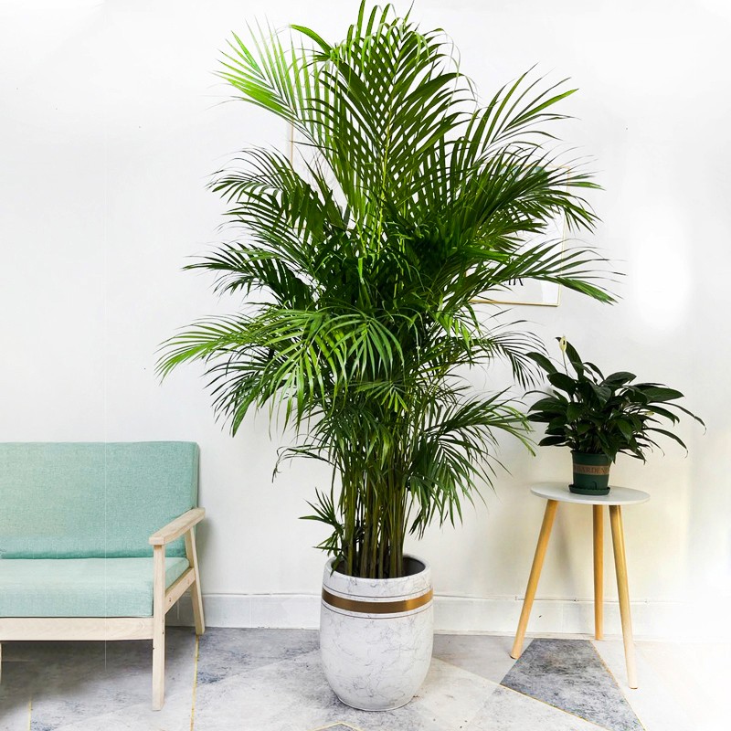红凤尾竹袖珍椰子夏威夷富贵盆景苗室内客厅公司走廊摆放植物 散尾葵