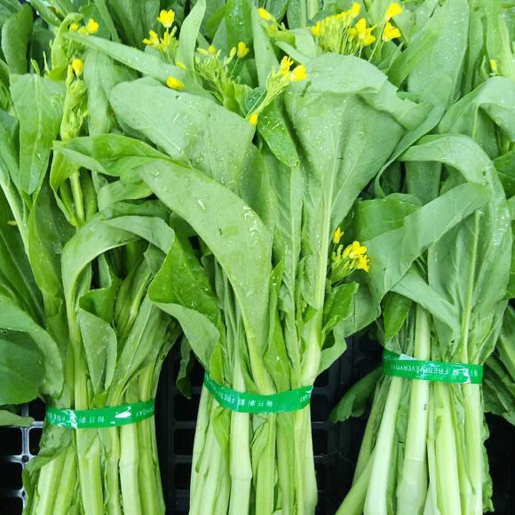 【现摘现发】白菜苔新鲜蔬菜时令爽口脆甜青菜叶类菜小白菜农家 白菜