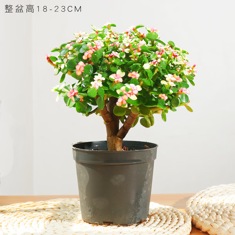 素蜜金枝玉叶盆栽造型老桩多肉植物大株肉肉盆栽 棒棒糖-a级金枝玉叶3