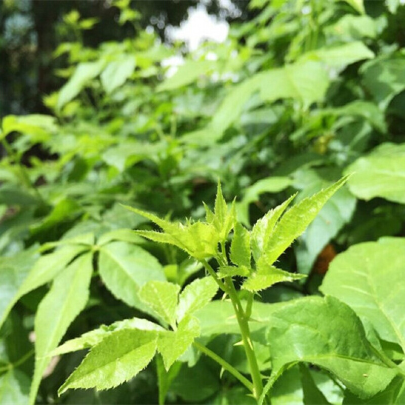 刺五加苗五叶刺加皮种子种苗东北刺五加皮树苗盆栽地栽易成活 2年苗高